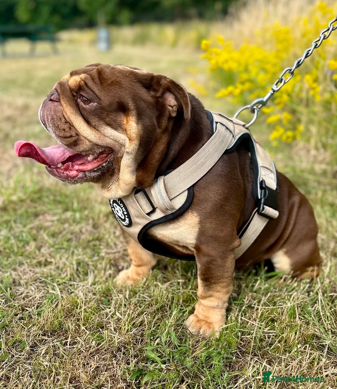 English Bulldog dogs for stud: 🍫🍫 CHOCOLATE & TAN BOY 🍫🍫 in Southend-on-Sea - Image 3