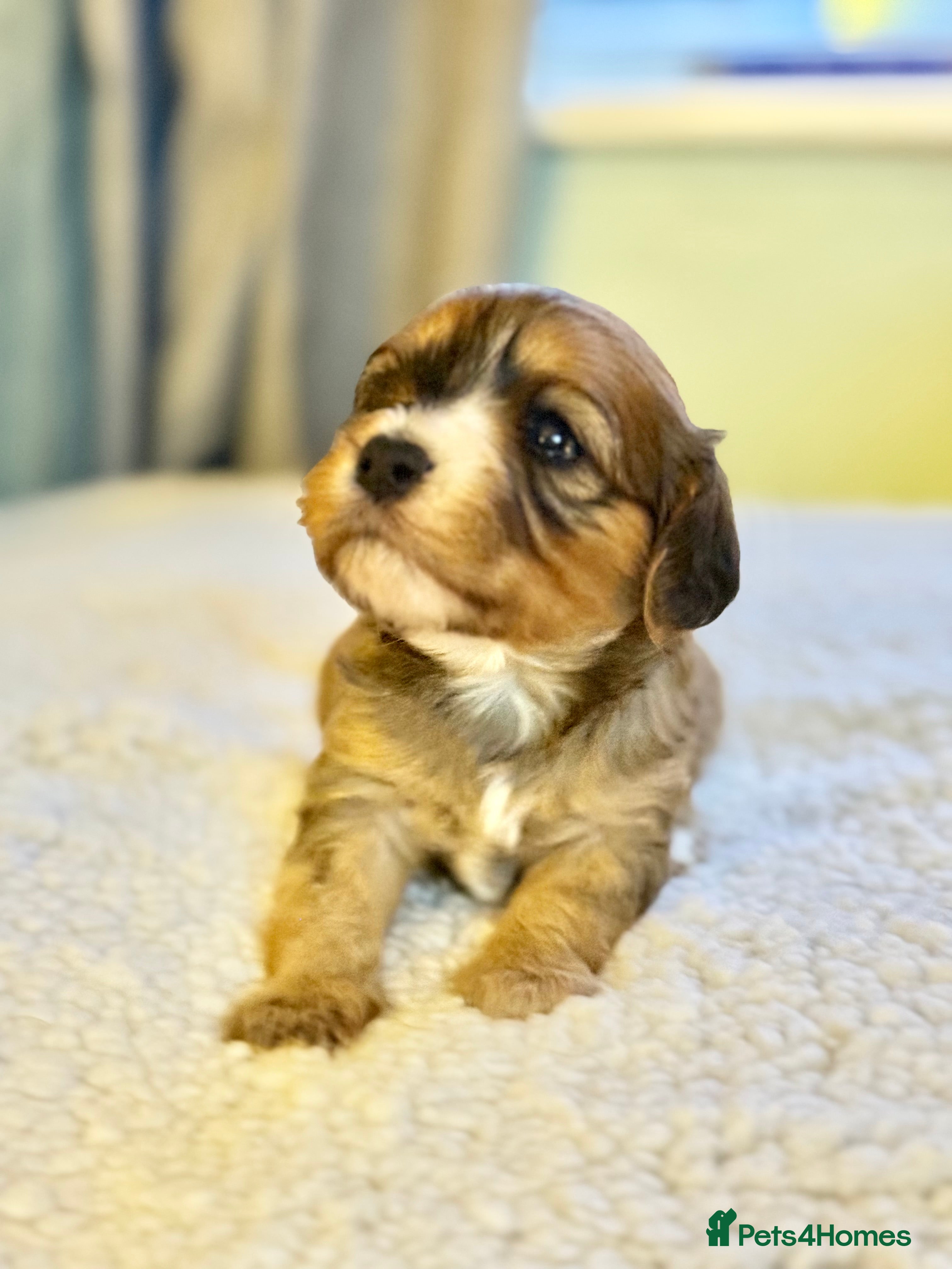 Cavapoo dogs Gorgeous Cavapoo Puppies  - Advert 2