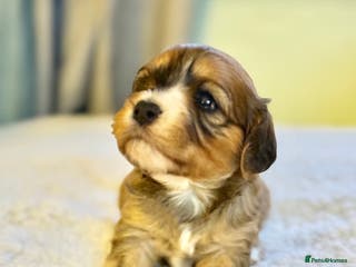 Cavapoo dogs Gorgeous Cavapoo Puppies - Advert 2