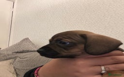 Mixed Breed dogs for sale: French wieners  - Image 8