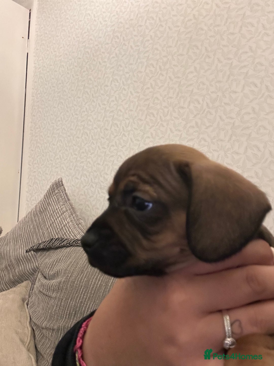 Mixed Breed dogs for sale: French wieners  - Image 8