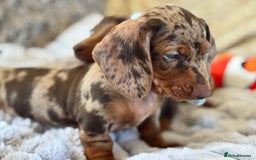 Miniature Dachshund dogs for sale: ❤️🐾💫 Outstanding Miniature Dachshunds 🐾❤️💫 - Image 14