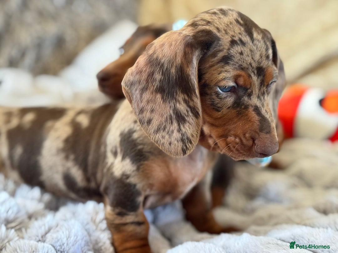 Miniature Dachshund dogs for sale: ❤️🐾💫 Outstanding Miniature Dachshunds 🐾❤️💫 - Image 14