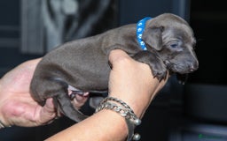 Italian Greyhound dogs for sale: 2 Stunning Italian Greyhound males left only £1800 in Norwich - Image 11
