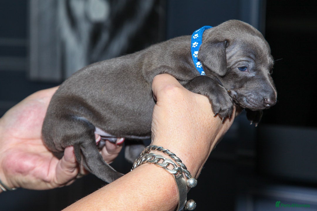 Italian Greyhound dogs for sale: 2 Stunning Italian Greyhound males left only £1800 in Norwich - Image 11
