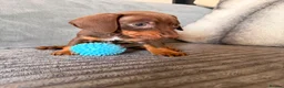 Dachshund dogs for sale: Sausage puppies  - Advert 2