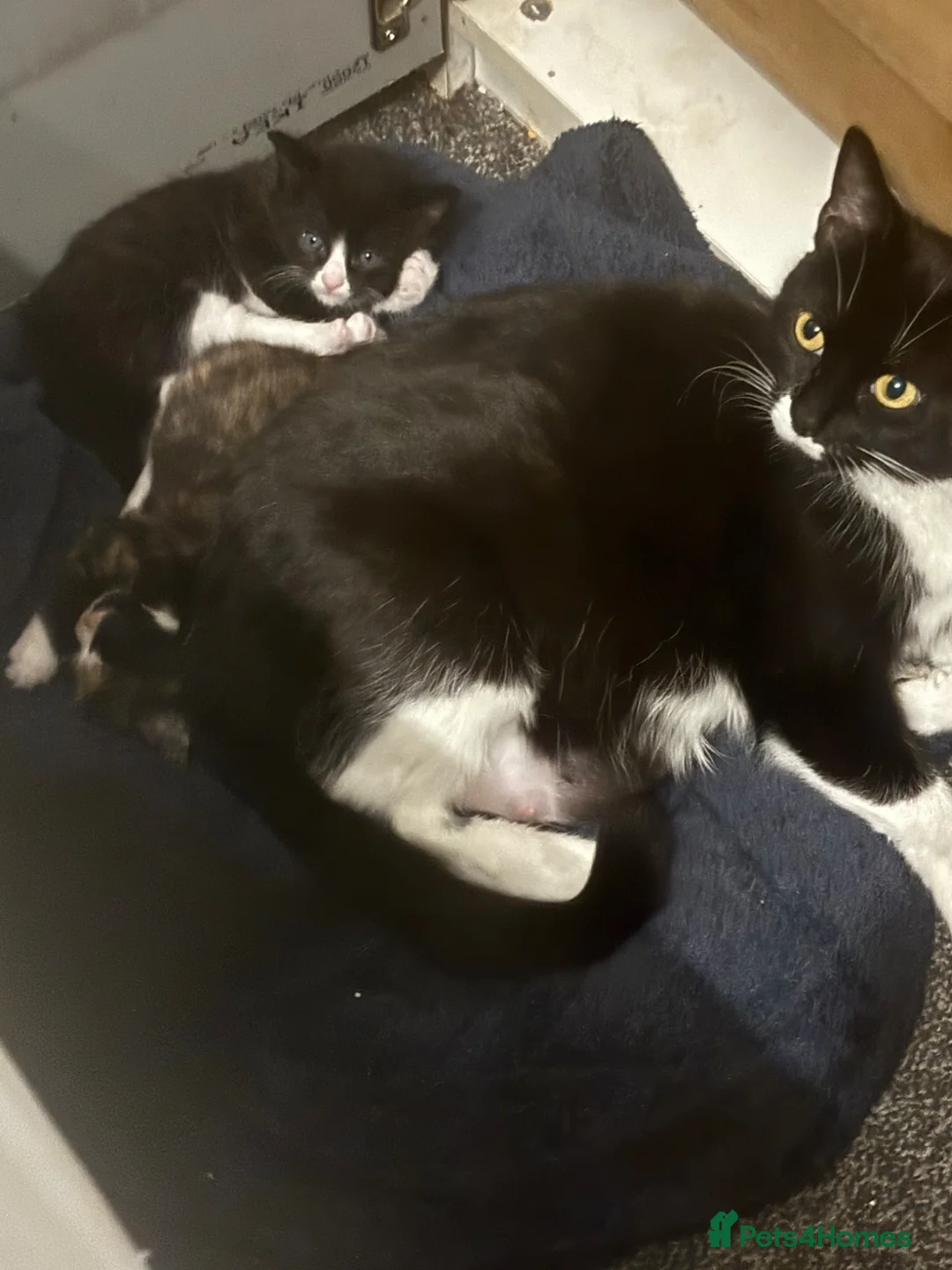 Mixed Breed cats for sale: Beautiful family raised kittens  - Advert 1