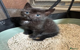 Mixed Breed cats for sale: Beautiful kittens ready for new homes now  - Image 1