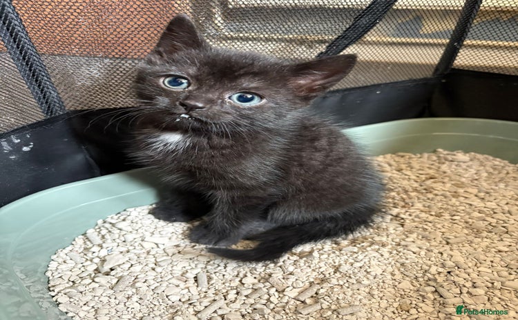 Mixed Breed cats - Advert 1