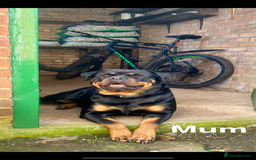 Rottweiler dogs for sale: 🏆(Kc)Champion bloodline Rottweiler puppies. - Image 10