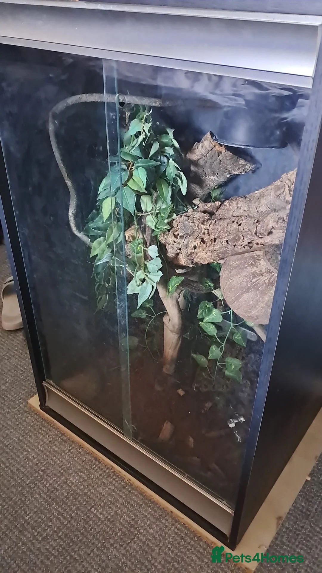 Gecko reptiles for sale: Crested gecko for rehoming  in Wolverhampton - Advert 2