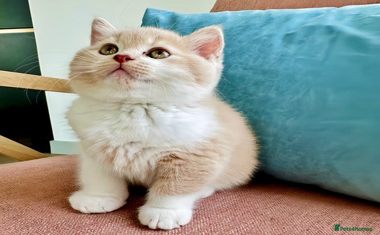 British Shorthair cats for sale - Advert 1