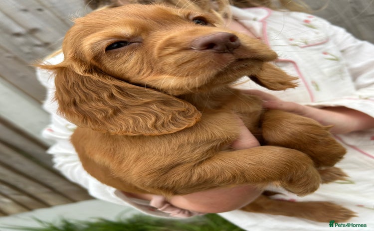 Cocker Spaniel dogs - Advert 4