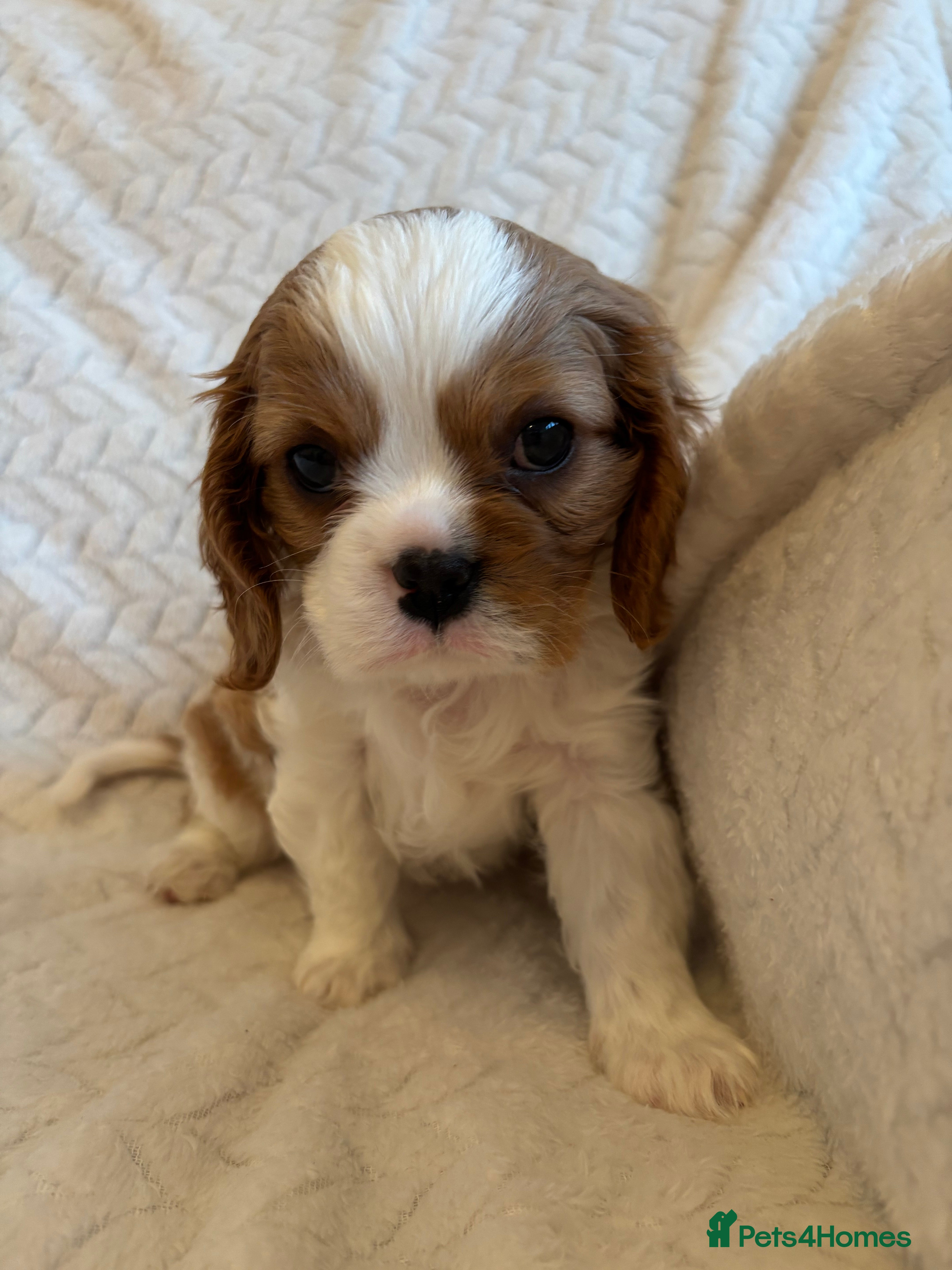 Cavalier King Charles Spaniel dogs Beautiful cavalier puppy’s  - Advert 9