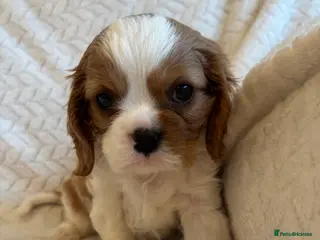 Cavalier King Charles Spaniel dogs Beautiful cavalier puppy’s - Advert 9
