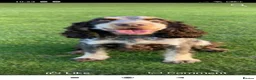 Cocker Spaniel dogs for sale: Beautiful hereditary clear show cocker spanial - Advert 8