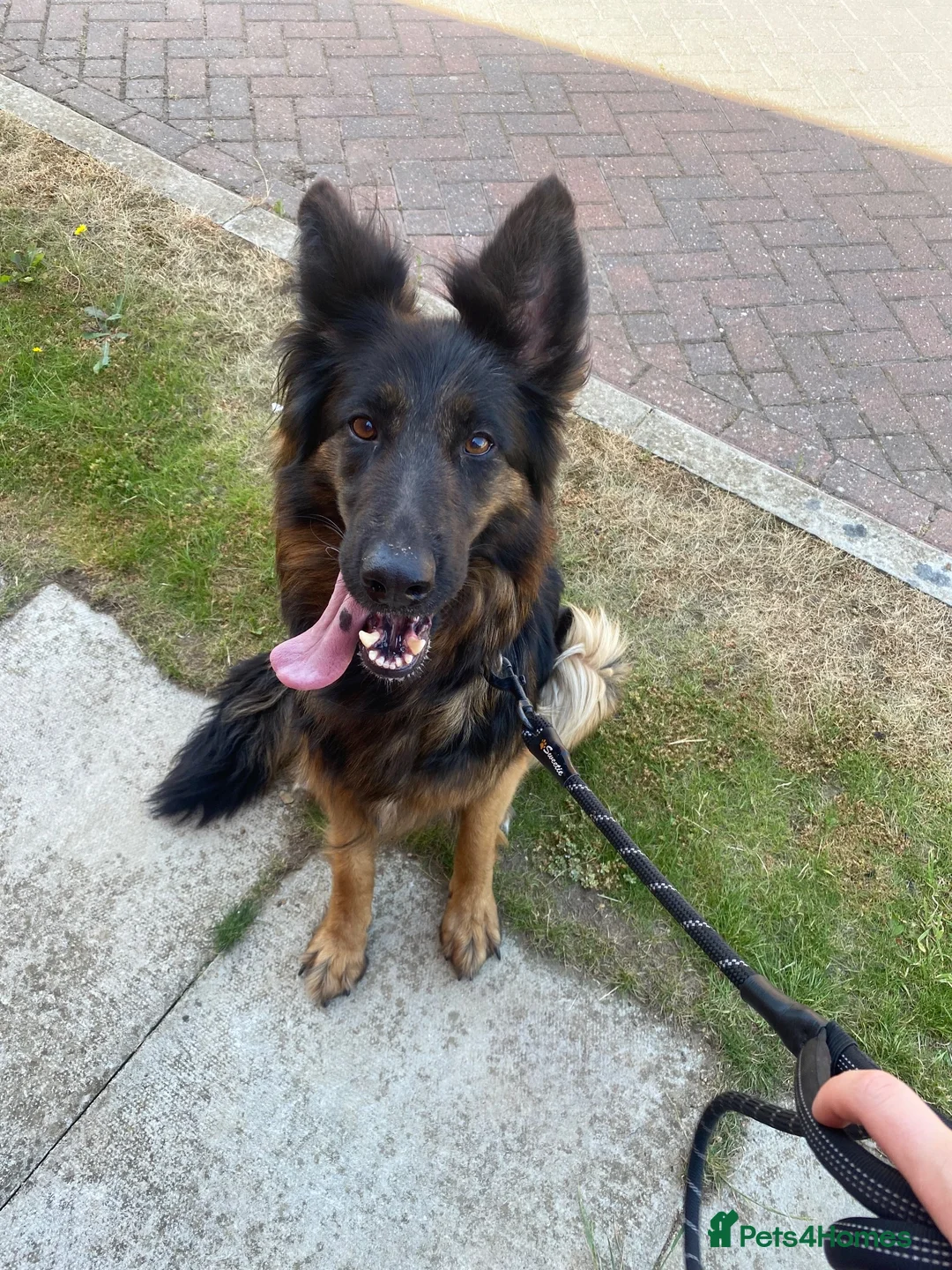 German Shepherd dogs for sale: German Shepherd Female   - Advert 1