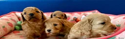 Cockapoo dogs for sale: Cockapoo puppy's from health checked parents - Advert 24