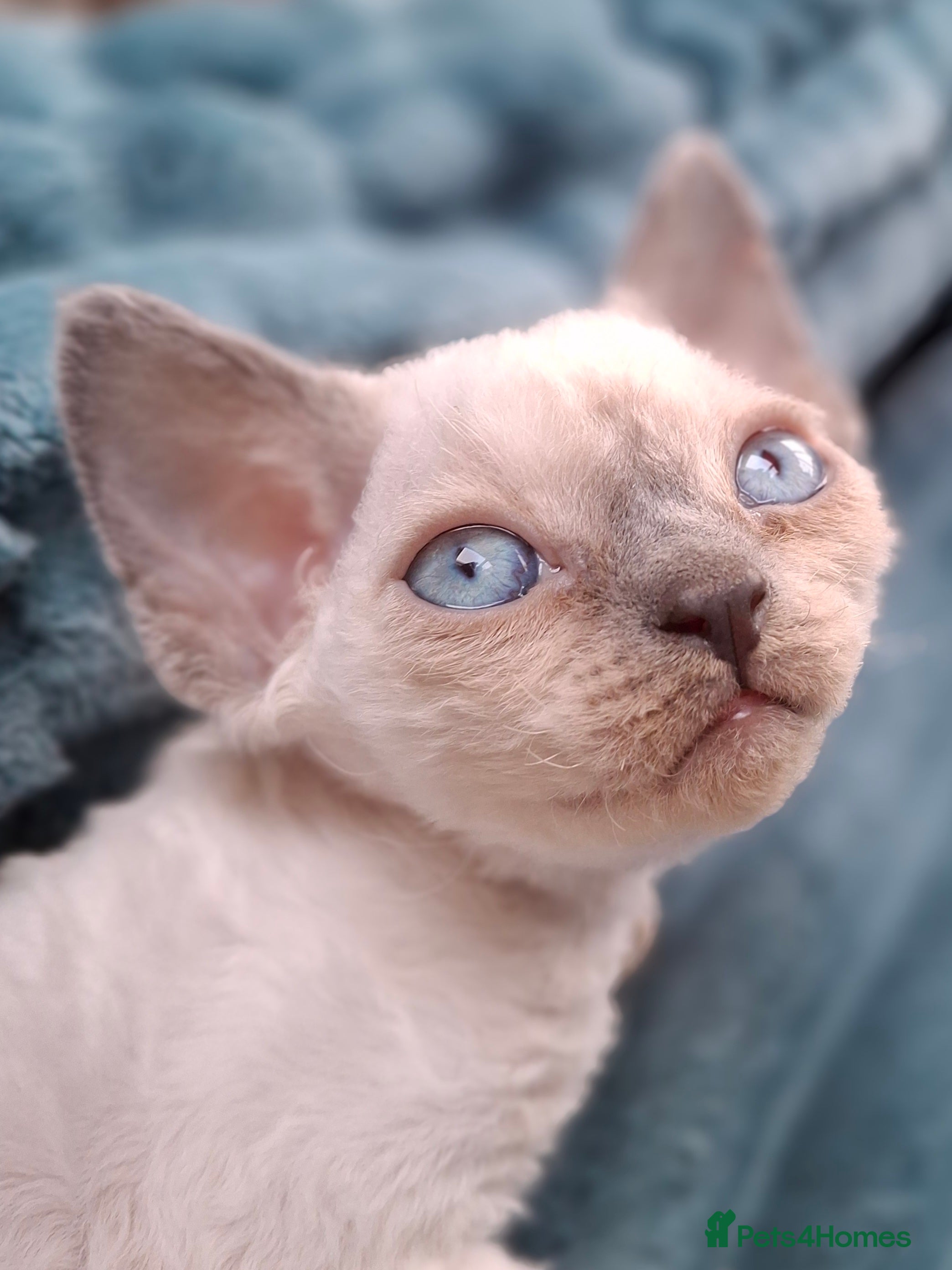 Devon Rex cats 🌸 Wonderful Devon Rex Kittens FIFE registered  🌸 - Advert 1