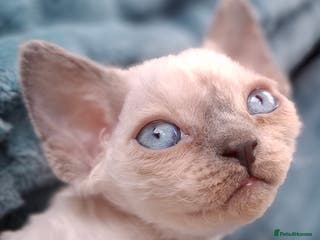 Devon Rex cats 🌸 Wonderful Devon Rex Kittens FIFE registered 🌸 - Advert 4