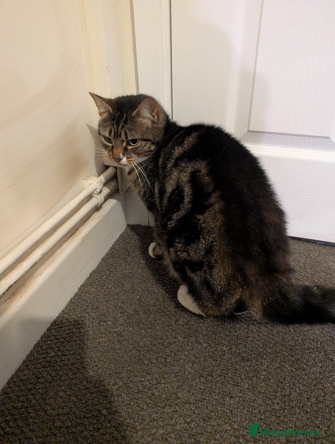 Mixed Breed cats for sale: Beautiful Female Tabby cat for sale - Advert 3