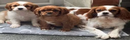 Cavalier King Charles Spaniel dogs for sale: Cavalier King Charles  - Advert 2