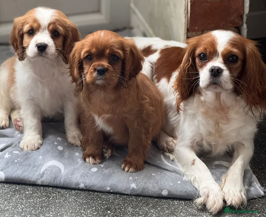 Cavalier King Charles Spaniel dogs for sale: Cavalier King Charles  - Advert 2