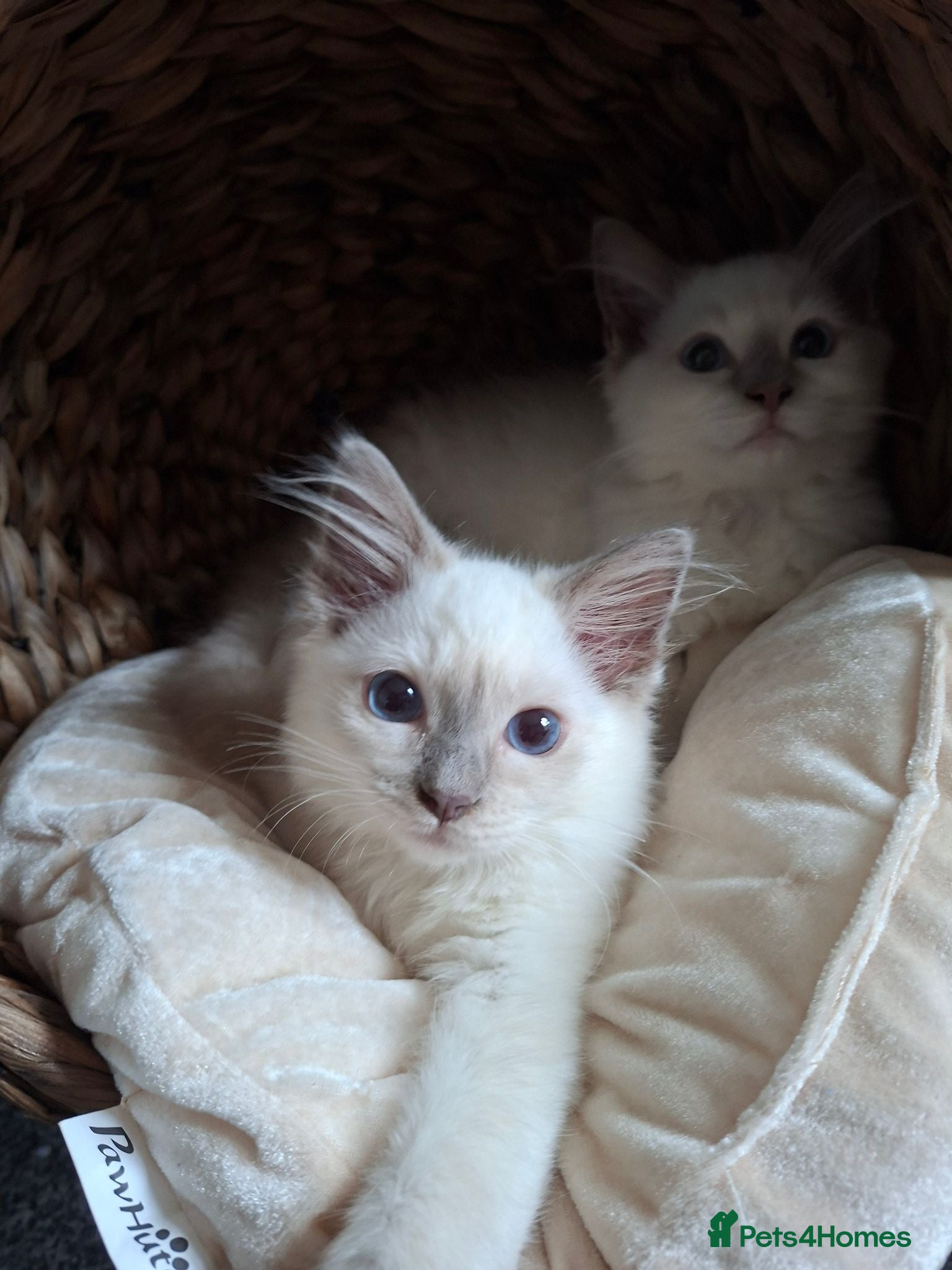 Ragdoll cats GCCF Lilac Ragdolls ready now  - Advert 1