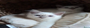 Ragdoll 1