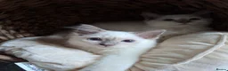 Ragdoll cats for sale: GCCF Lilac boy waiting for his forever home - Advert 6