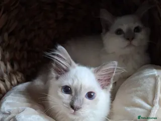 Ragdoll cats GCCF Lilac Ragdolls ready now - Advert 1