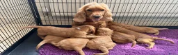 Cockapoo dogs for sale: Adorable F1 Cockapoo Puppies - Advert 11