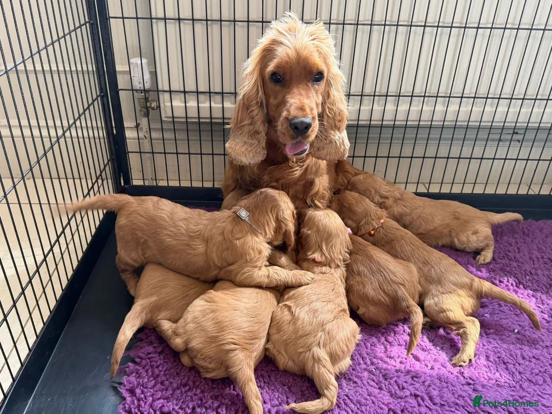 Cockapoo dogs for sale: Adorable F1 Cockapoo Puppies - Advert 11
