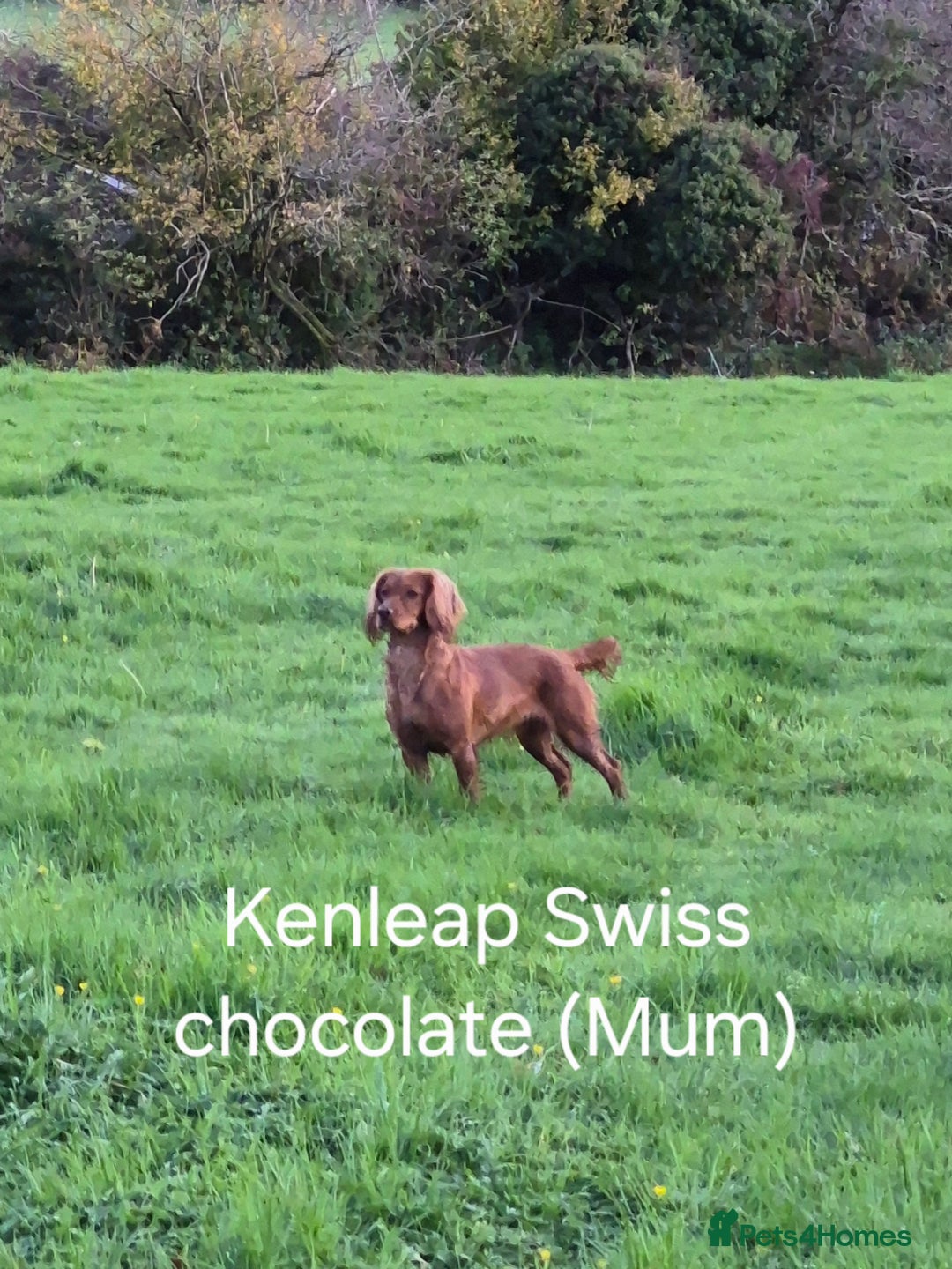 Cocker Spaniel dogs for sale: Gorgeous KC reg red cocker spaniel pups  - Advert 10