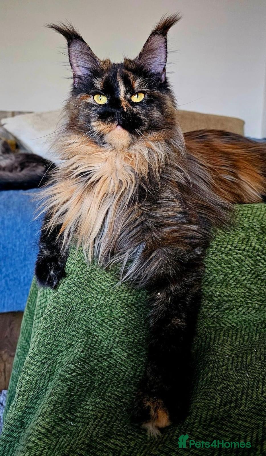 Maine Coon cats Three beautiful female Maine coons  - Advert 14