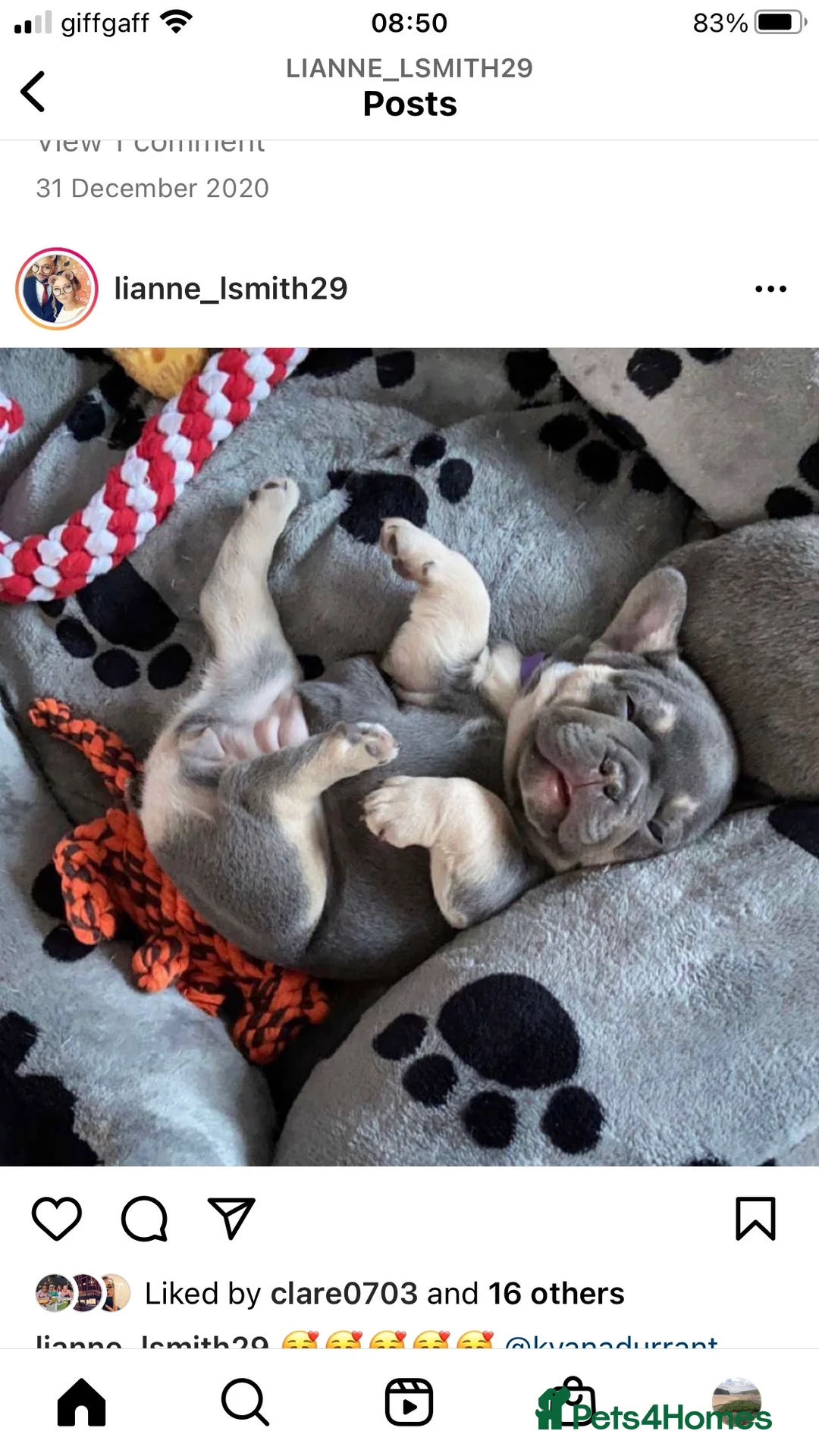 French Bulldog dogs for stud: 🇫🇷 French Bulldog For Stud  🇫🇷 in Croydon - Advert 19