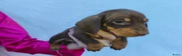 Miniature Dachshund dogs for sale: Super small miniature dachshund kc - Advert 13