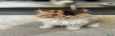 Persian Kitten 3 