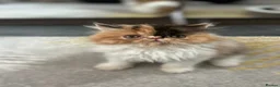 Persian cats for sale:  2 beautiful girls left Persian REDUCED £ - Advert 20