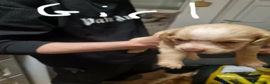 Cocker Spaniel 3