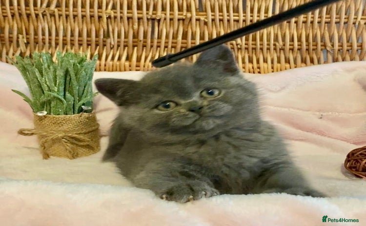 British Shorthair cats - Advert 1