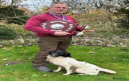 English Springer Spaniel dogs for sale: Quality ESS KC Reg Health Tested Parents 5⭐️ - Image 11