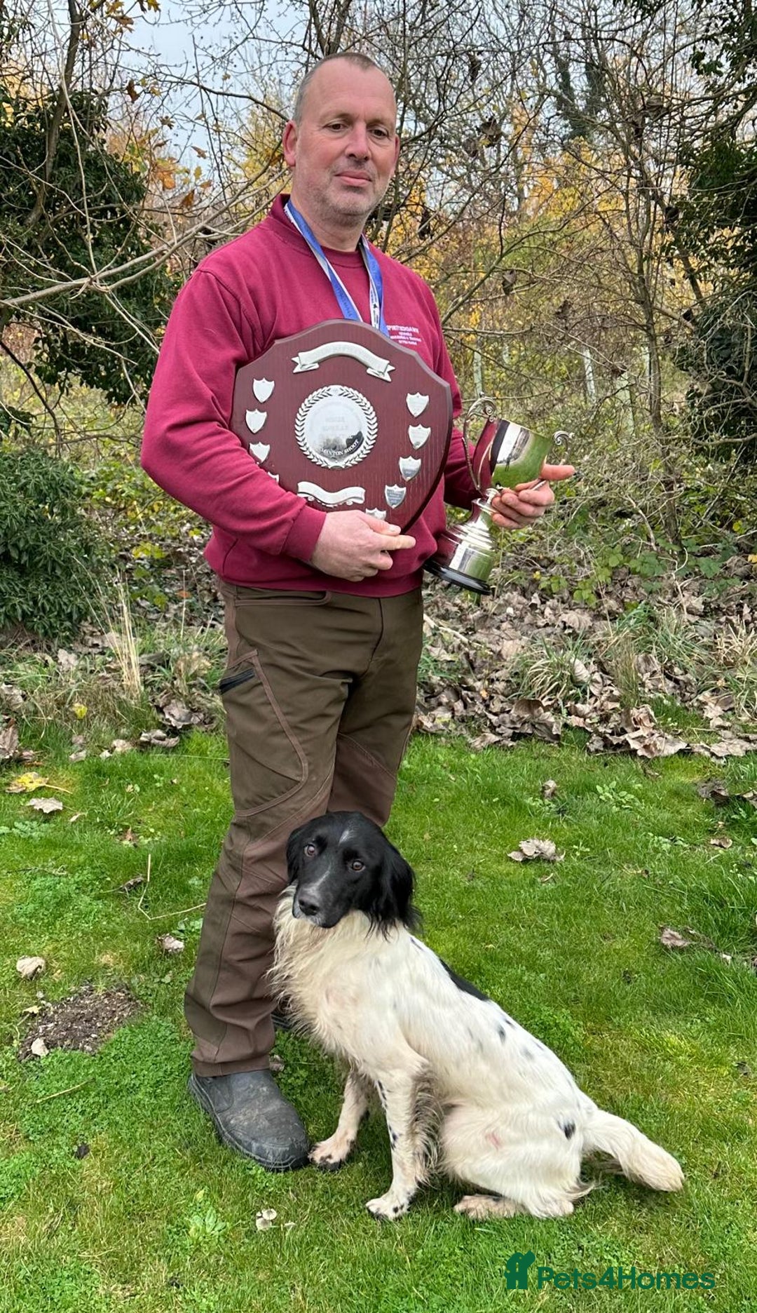 English Springer Spaniel dogs for sale: Quality ESS KC Reg Health Tested Parents 5⭐️ - Image 11