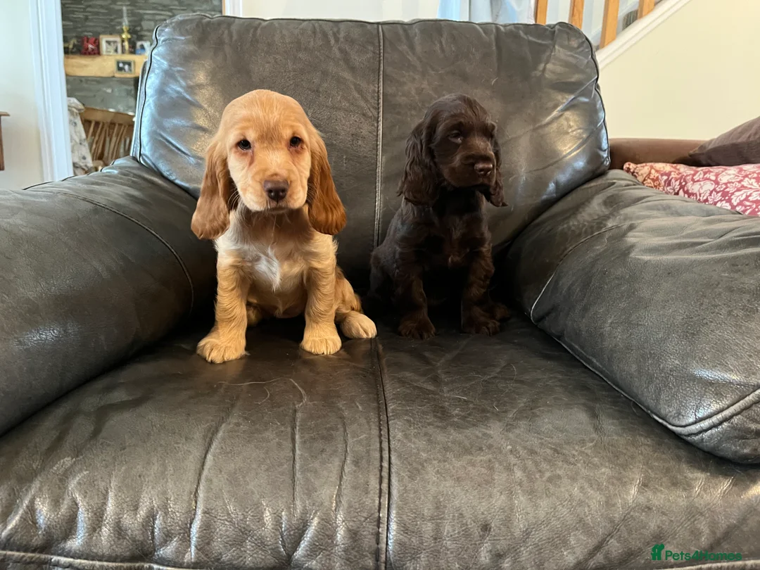 Cocker Spaniel dogs for sale: Health tested KC show type cocker 🐶 ⭐️  - Advert 6