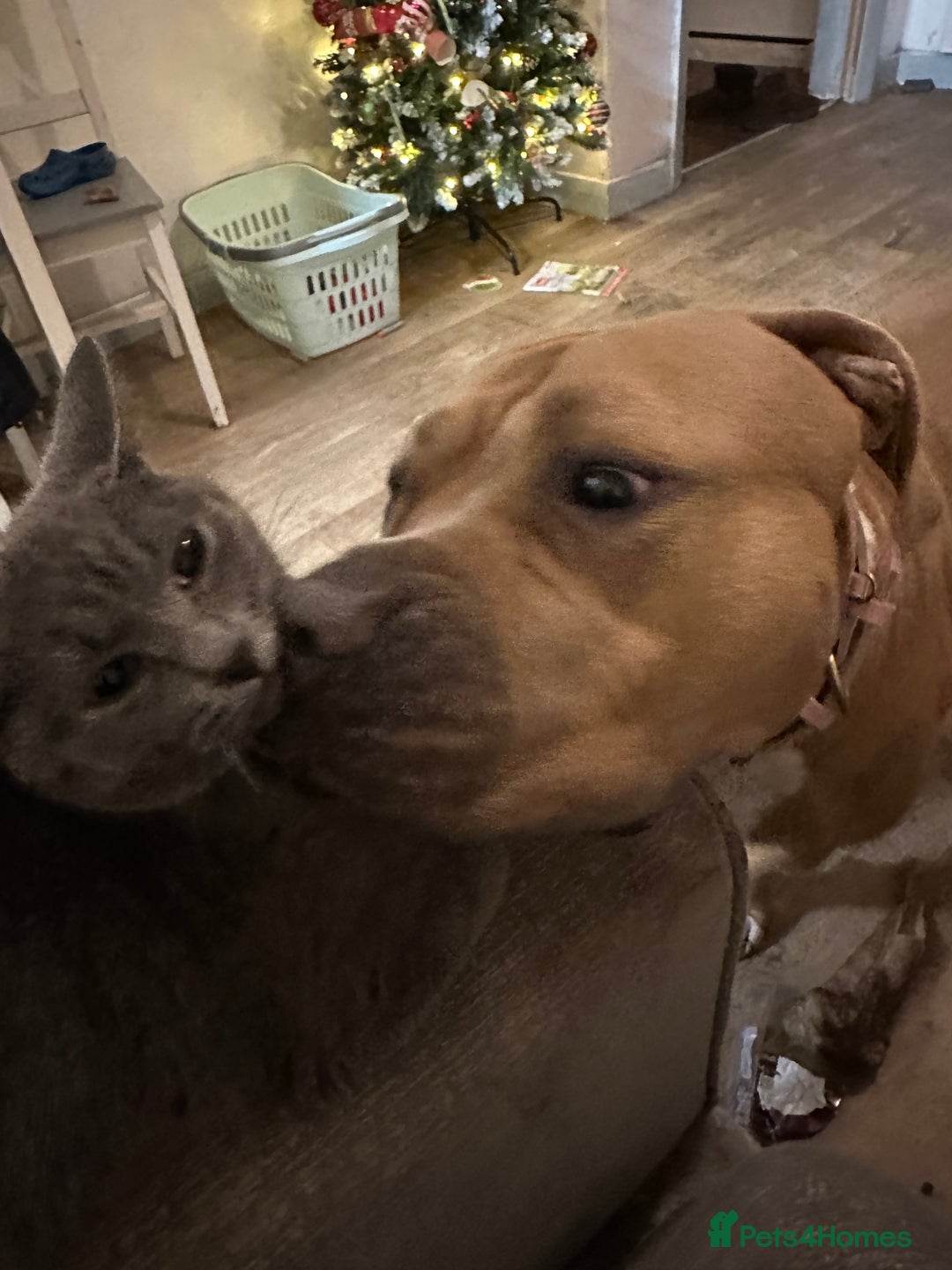 American Bulldog dogs for stud: Looking for a stud - Advert 4