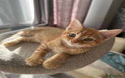 British Shorthair cats for sale: Adorable 5 kittens, two males, three females - Image 2