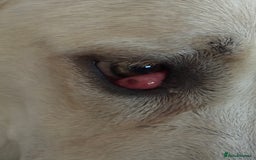 Mixed Breed dogs for sale: German sheppard mixed  - Image 3