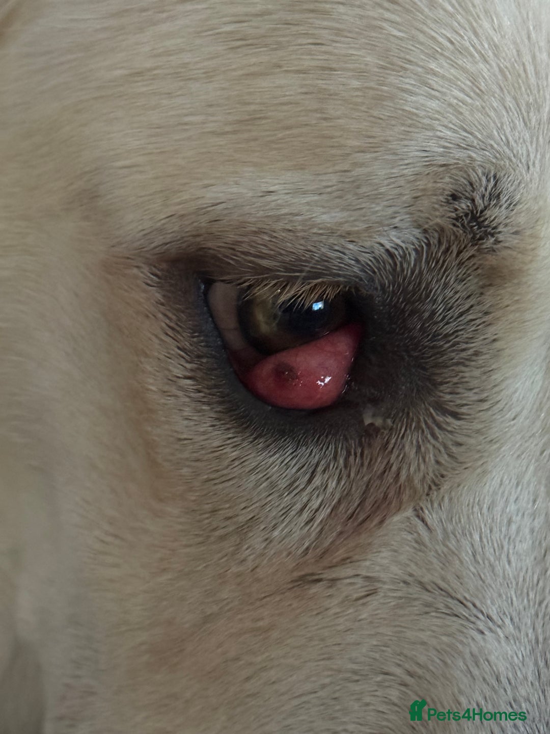 Mixed Breed dogs for sale: German sheppard mixed  - Image 3