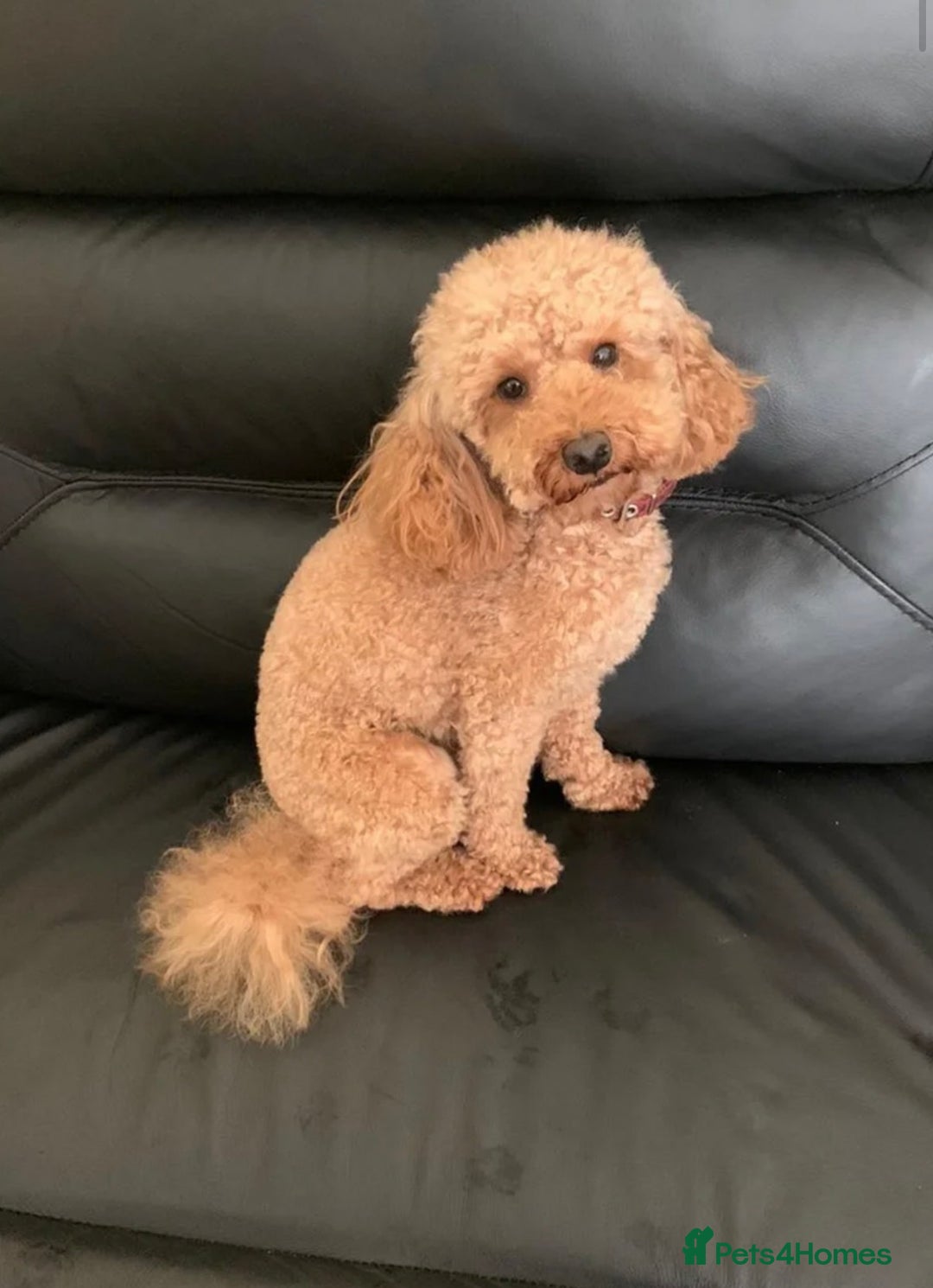 Toy Poodle dogs for sale: Toy poodle  - Advert 4