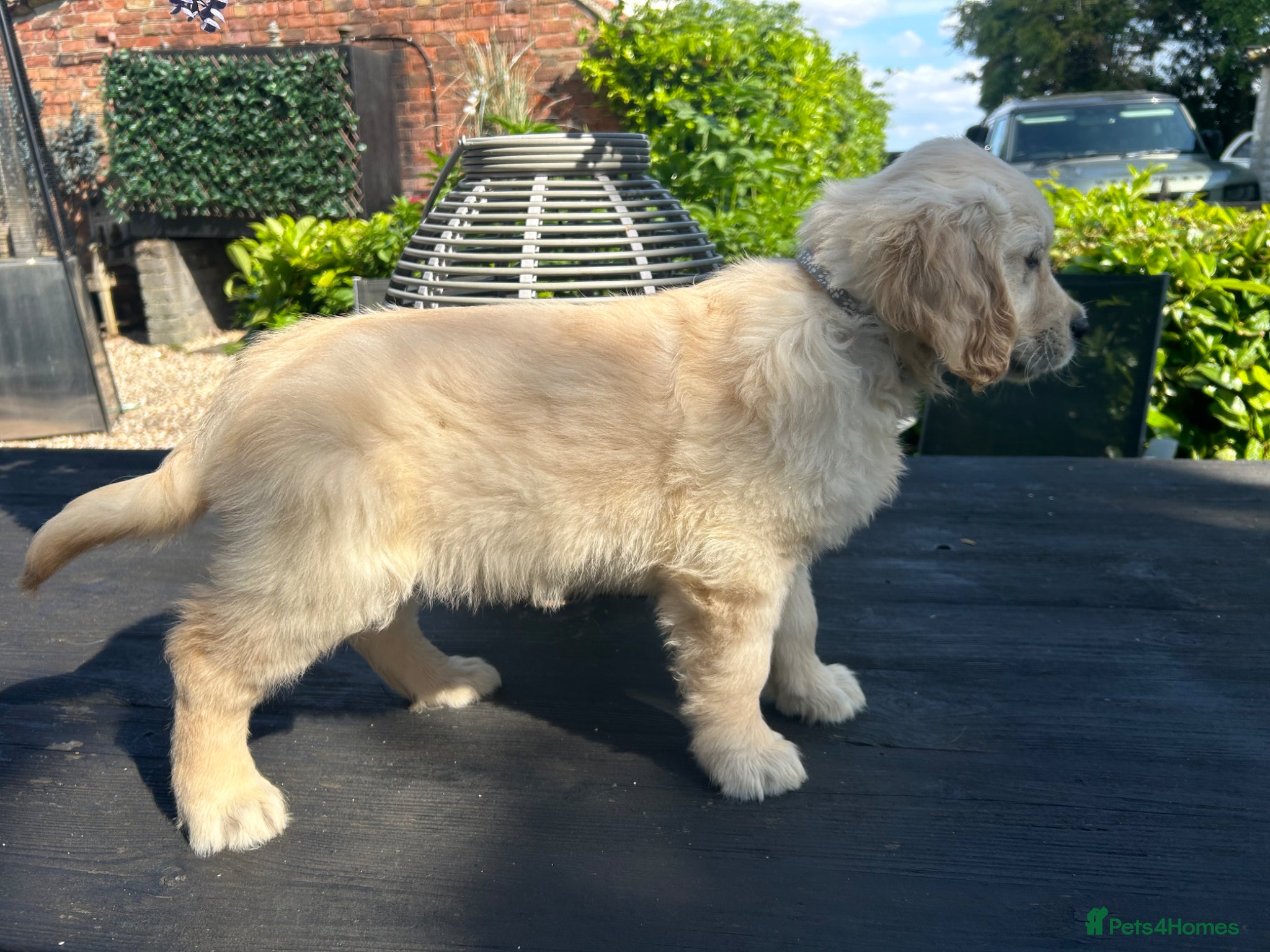 Golden Retriever dogs Beautiful litter of golden retrievers available  - Advert 13